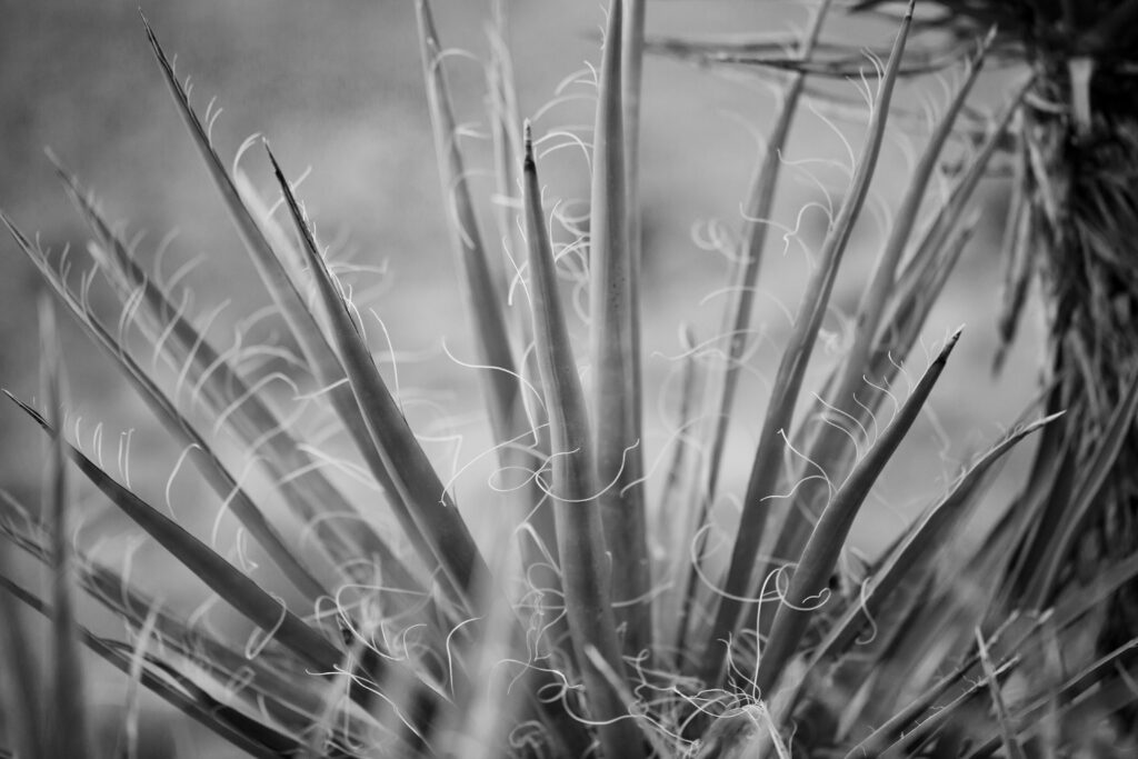 Black and white photo of desert plant taken by Hillary Shedd Photography, Colorado wedding photographer